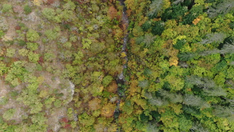 Overhead view of a wooded area with a mix of trees and plants in shades of green yellow and brown A narrow path winds through the foliage