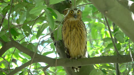 buffy fish owl perched on tree in hampstead wetlands park, singapore