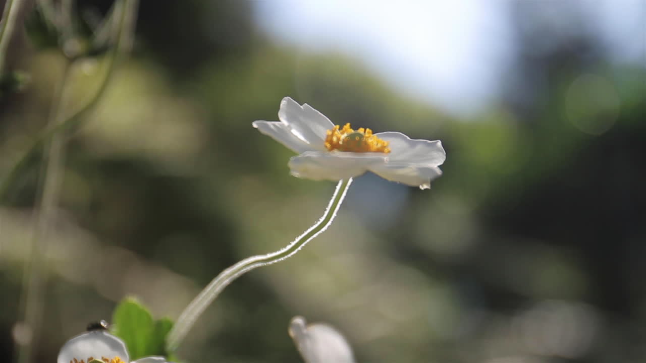 el sol brilla detrás de una flor blanca y amarilla