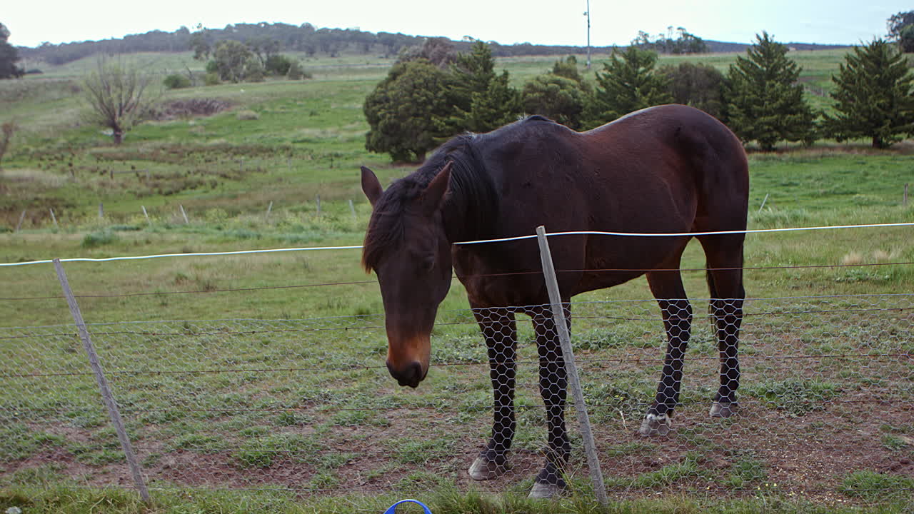 caballo hambriento robando el cubo de alimento