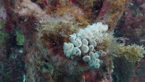 Social-feather-duster-worm-hiding-as-being-approached-on-a-dive-in-Cancun,-Mexico