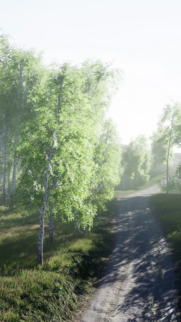 A Dirt Path Leads Through A Birch Tree Forest With Fog In The Distance