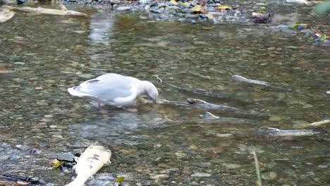 Gaviotas-Tirando-De-Salmón-Vivo-En-El-Río-Y-Luego-Salmón-Nadando