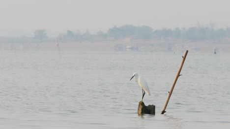 the little egret (egretta garzetta) is a species of small heron in the family ardeidae.