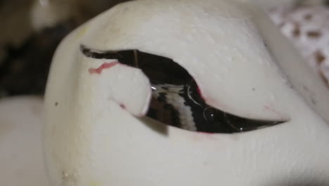 inclinarse hacia arriba revela el bebé pitón dentro de un huevo - nido de huevos de serpiente