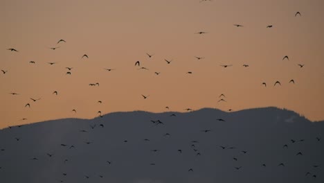 slow motion shot of flock of birds flying in the orange evening sky