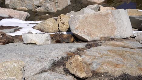 chunky marmot scavenges under boulder near alpine lake