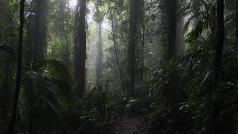 a tranquil journey through a foggy forest