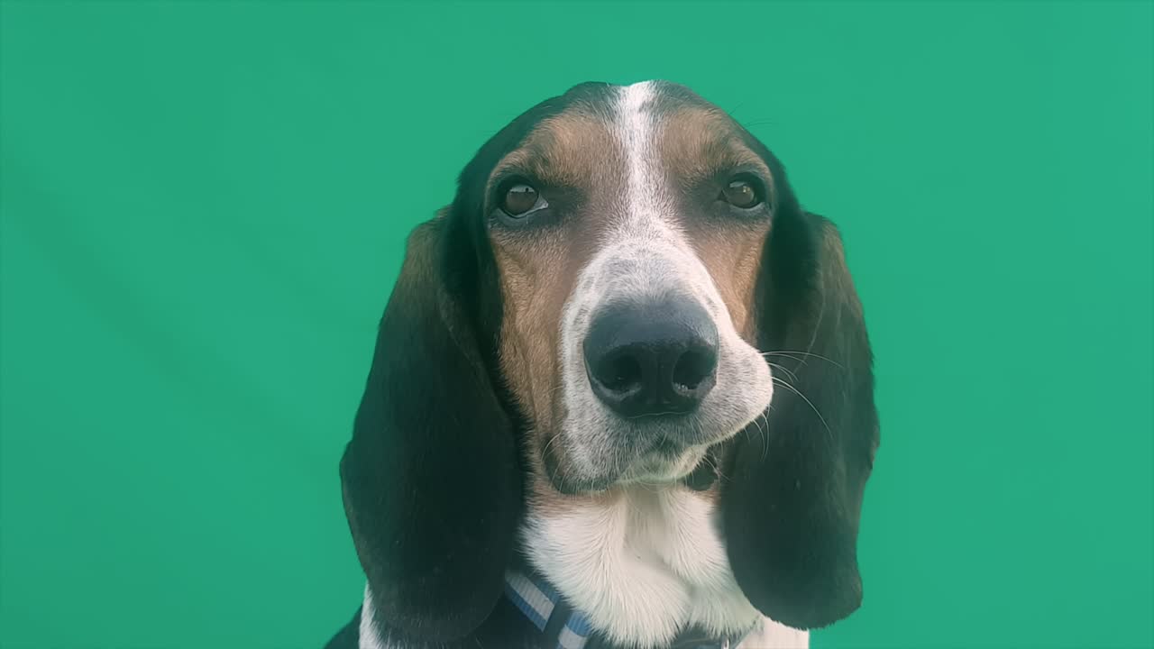 собака с глупым взглядом на лицо на зеленом экране. забавный портрет собаки.