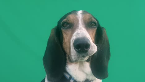 un perro con una mirada tonta en su cara en la pantalla verde. un retrato de perro gracioso.