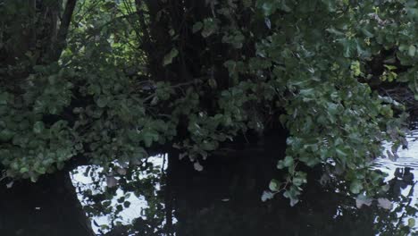 coypu-nutria-rodent-swimming-in-river