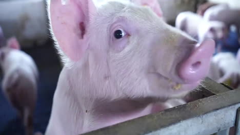 close view of cute young pink swine piglets eating in an industrial husbandry barn large scale pig farm