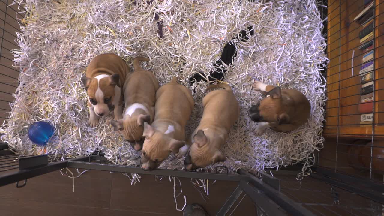 우리를 떠나기 위해 함께 기다리는 순종 케인 코르소 강아지들