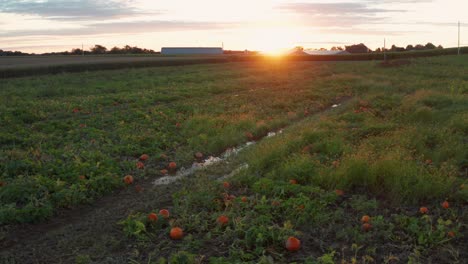 Low-Truck-Shot-Von-überfluteten-Kürbisfeld-Bei-Sonnenuntergang,-Sonnenaufgang-Im-Oktober