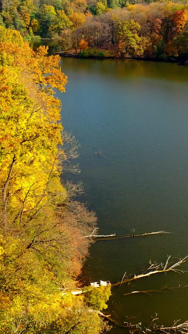 Narrow river flowing in the autumn woods. Bright tree dressing in the sunny forest. Bare tree branches in the water. Top view. Vertical video