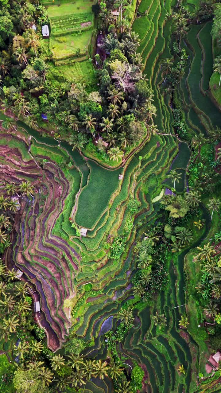 Vertikale Drohnenaufnahme zeigt smaragdgrüne Tegalalang-Reisterrassen auf Bali, umgeben von Palmen und üppigem Grün, die die Schönheit traditioneller Landwirtschaft und tropischer Landschaft präsentieren.