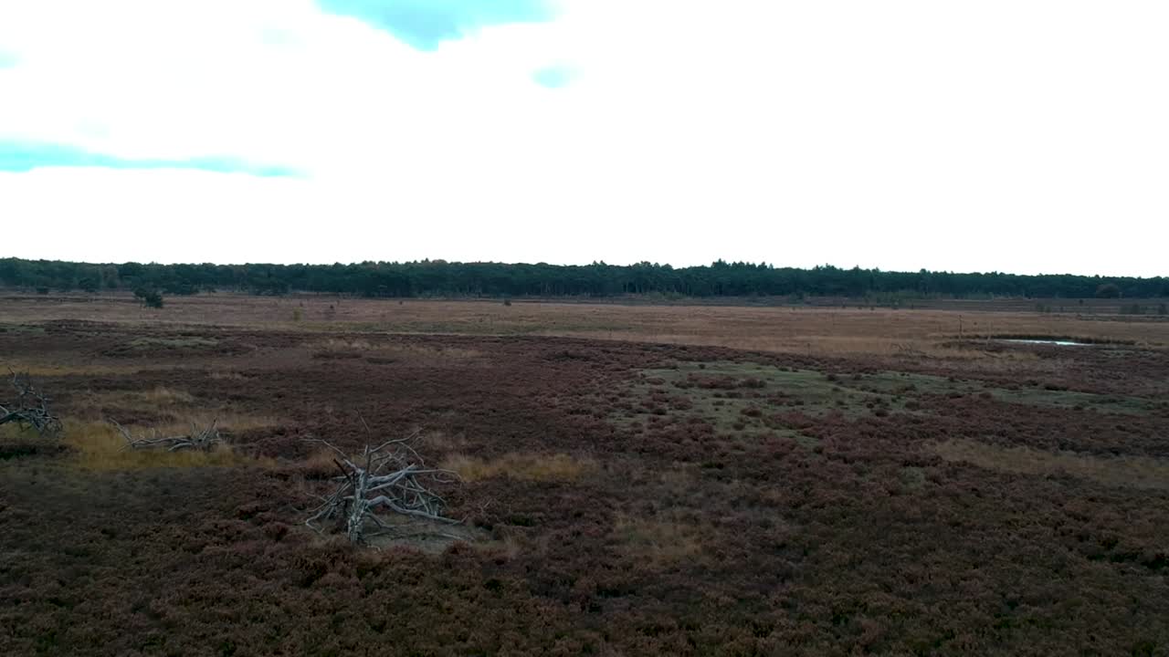 campo árido con un árbol caído visto como un dron se eleva en el cielo