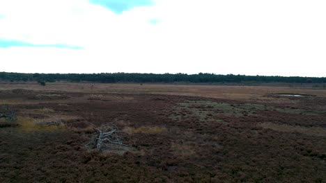 Barren-field-with-a-fallen-tree-seen-as-a-drone-rises-in-the-sky