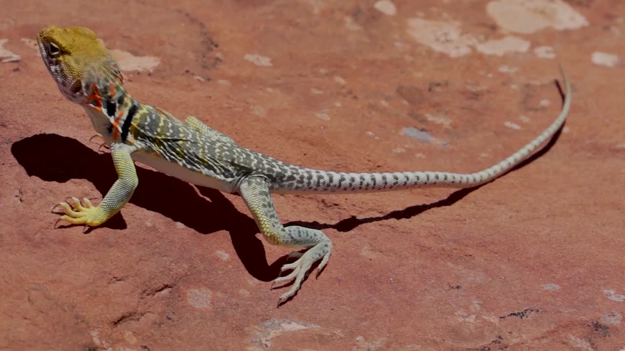 Collared Lizard on Red Rock