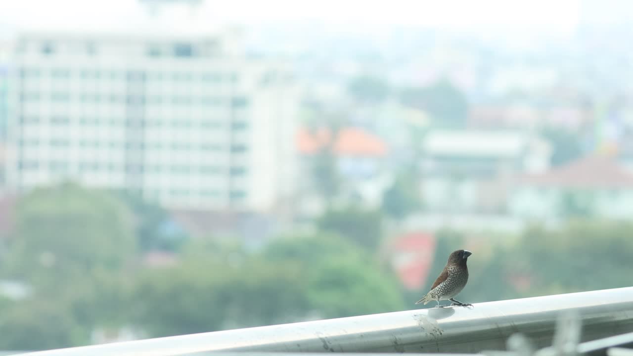 새 한 마리가 방패 위에 조용히 앉아 있고, 그 뒤에는 도시 풍경이 있습니다.
