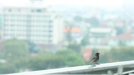 a bird sits calmly on a railing, cityscape behind.