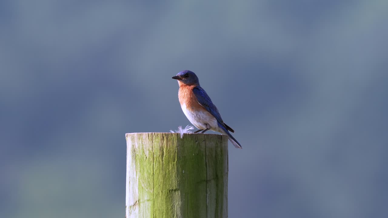 An eastern bluebird sitting on a fence post in the morning light