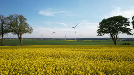 wind turbines in a field of yellow flowers