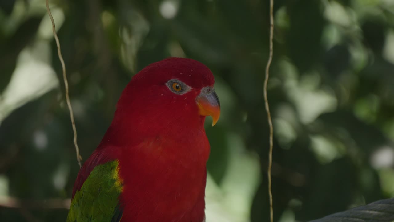 primer plano de la cabeza de un loro lorry en el parque de aves de bali, indonesia