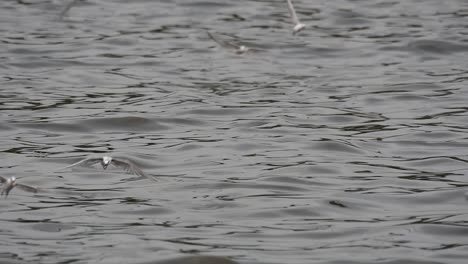 Terns-and-Gulls-Skimming-for-Food-are-migratory-seabirds-to-Thailand,-flying-around-in-circles,-taking-turns-to-skim-for-food-floating-on-the-sea-at-Bangpu-Recreational-Center-wharf