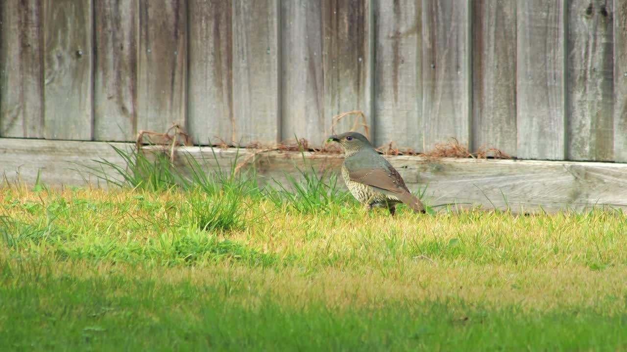 Female Satin Bowerbird Eating Grass in Garden Wooden Fence In Background Daytime Windy Australia, Victoria, Maffra, Gippsland