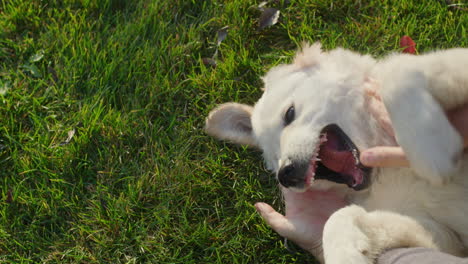 The-owner-plays-with-a-mischievous-golden-retriever-puppy,-who-lies-on-the-grass-and-gets-confused-to-bite-the-man's-hands