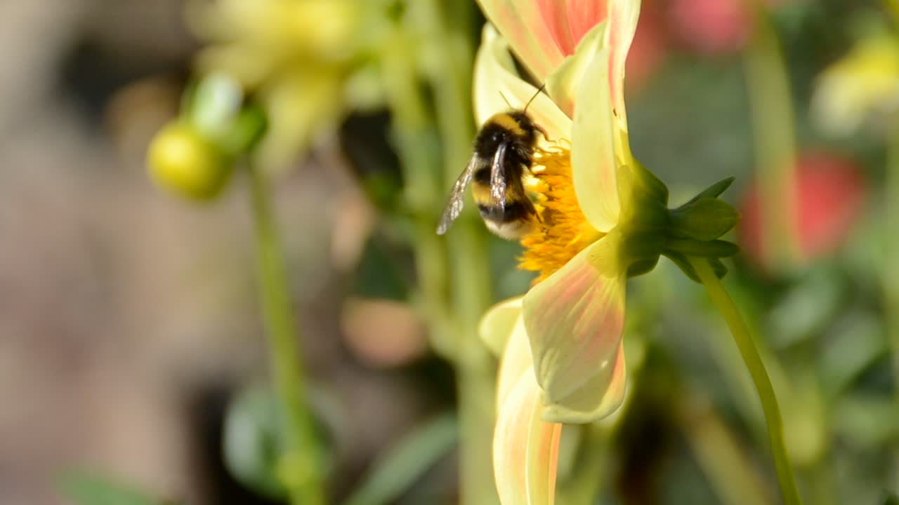 Flor con abeja