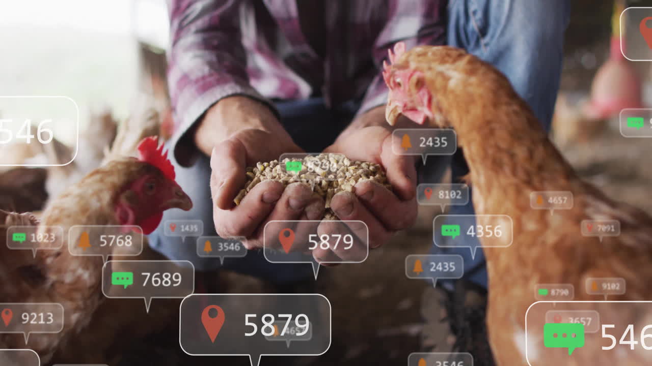 Farmer kneeling and offering chicken feed while smart farming graphics floating above coop floor