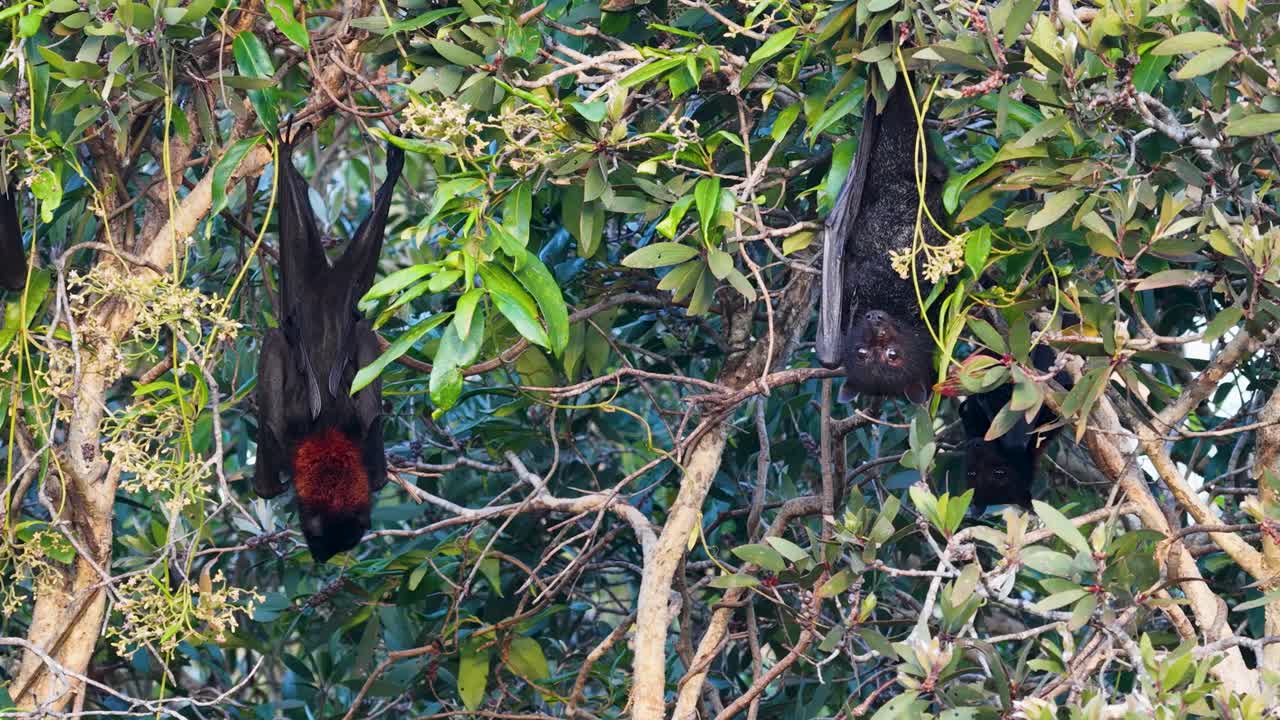 Flying foxes hang upside down in dense foliage, showcasing their natural habitat. The lighting is bright, highlighting their distinctive features