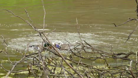two aggressive male mallard ducks attempt to copulate simultaneously with a female