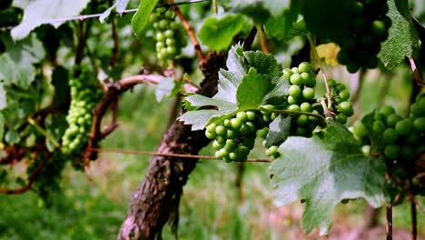 fresh green grapes still dangle from vine, awaiting harvest