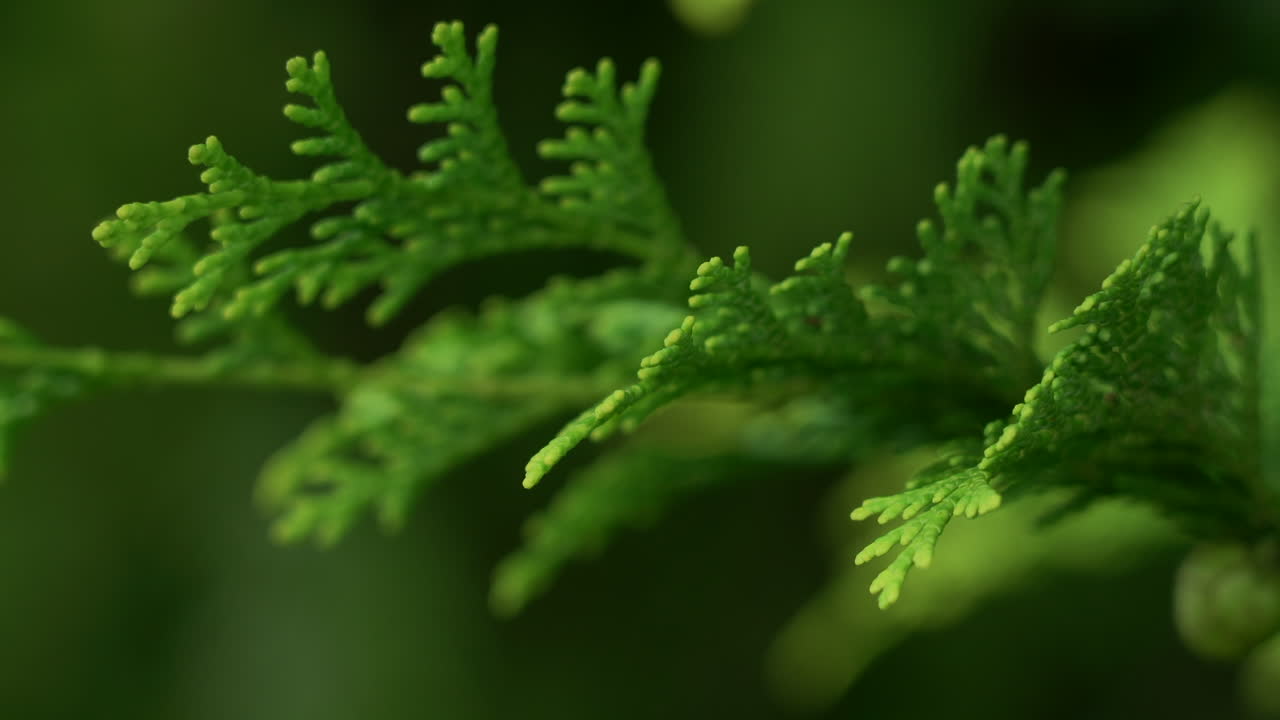 Un ramo sempreverde che ondeggia nella leggera brezza di una sera d'estate