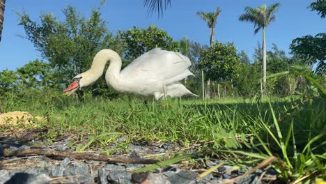 Weiße-Schwäne-Fressen,-Wild-Lebende-Tiere,-Vögel