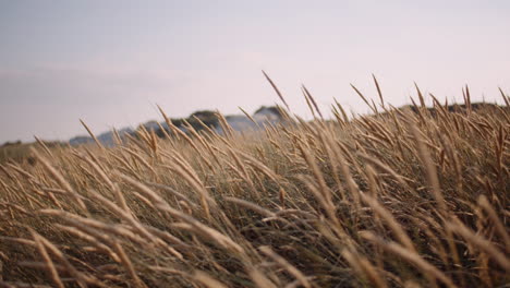 Close-Up-Of-Long-Grass-Waving-On-Wind-At-Sunset-2