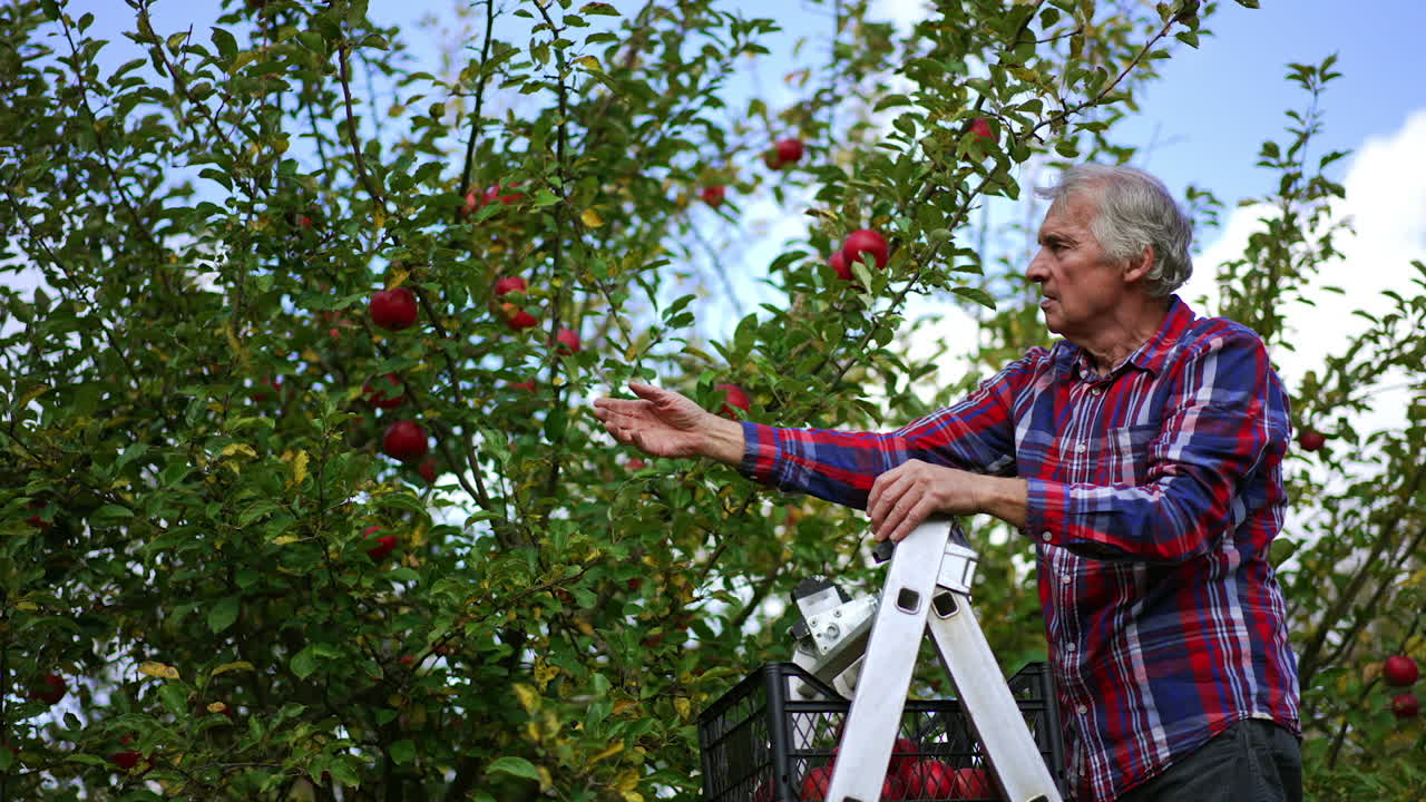 Aged farmer standing on a step ladder stretches his hand to reach red apples. Old man gathering fruit crop in the orchard.