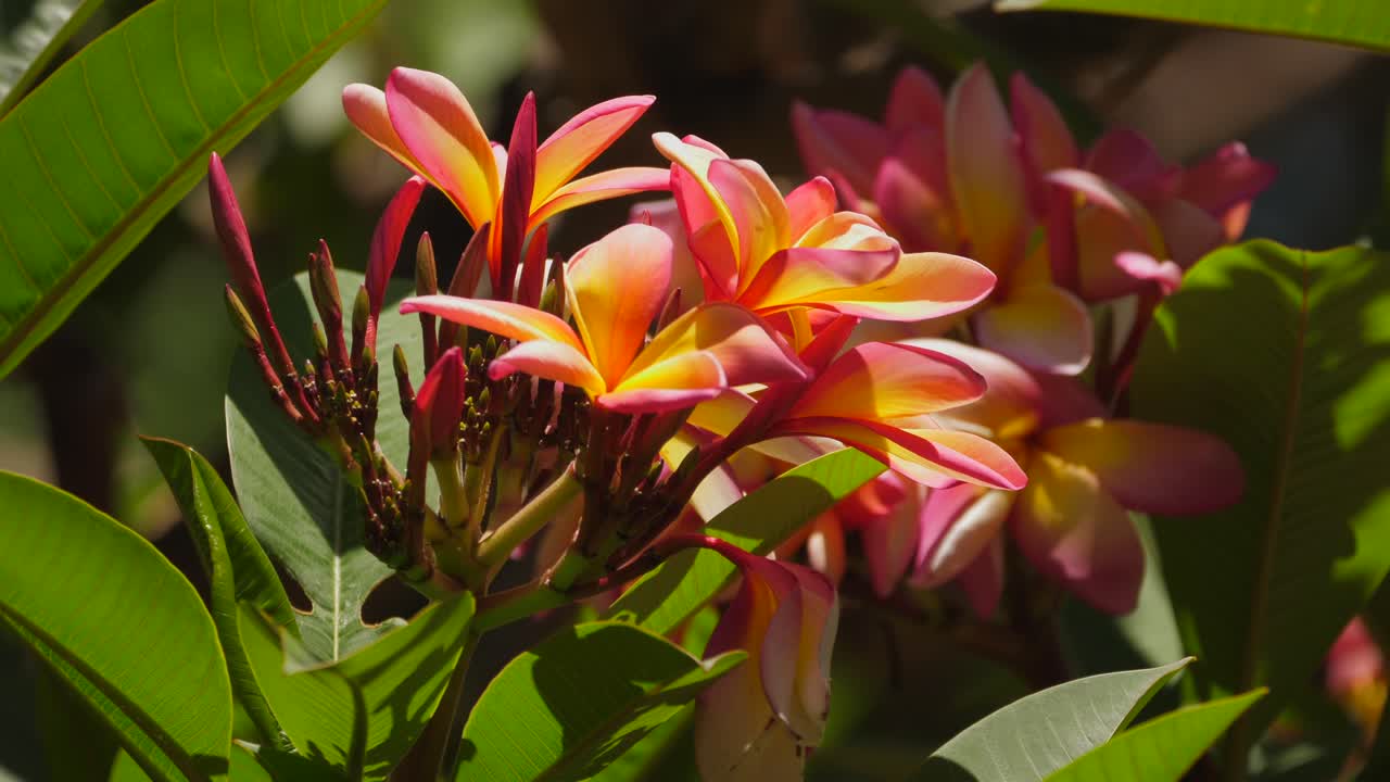 primer plano de la planta de frangipani floreciendo, impresionantes flores amarillas y rosas