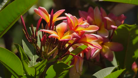 close up of frangipani plant blooming, stunning yellow and pink flowers