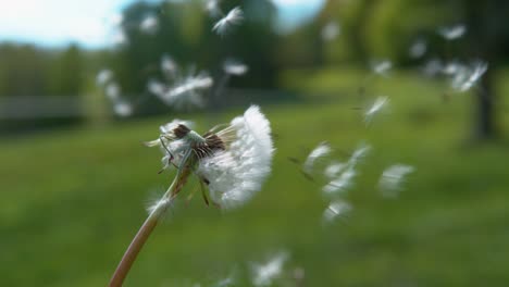 close up: fluffy white seeds get swept away by wind blowing across countryside