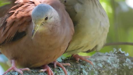 Nahaufnahme-Einer-Rotaugentaube,-Die-Ihre-Flügel-In-La-Vega,-Kolumbien-Putzt