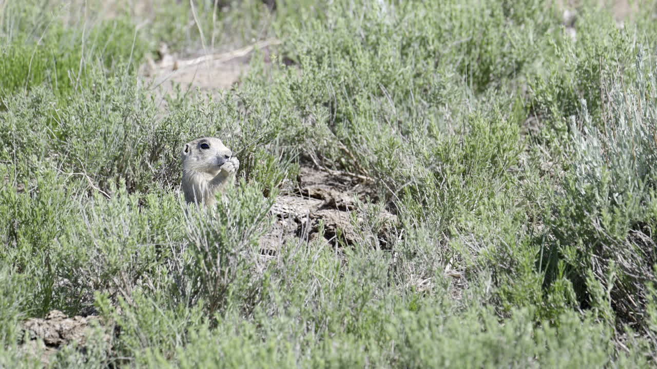 perro de la pradera de cola negra comiendo mientras sostiene su comida en las patas