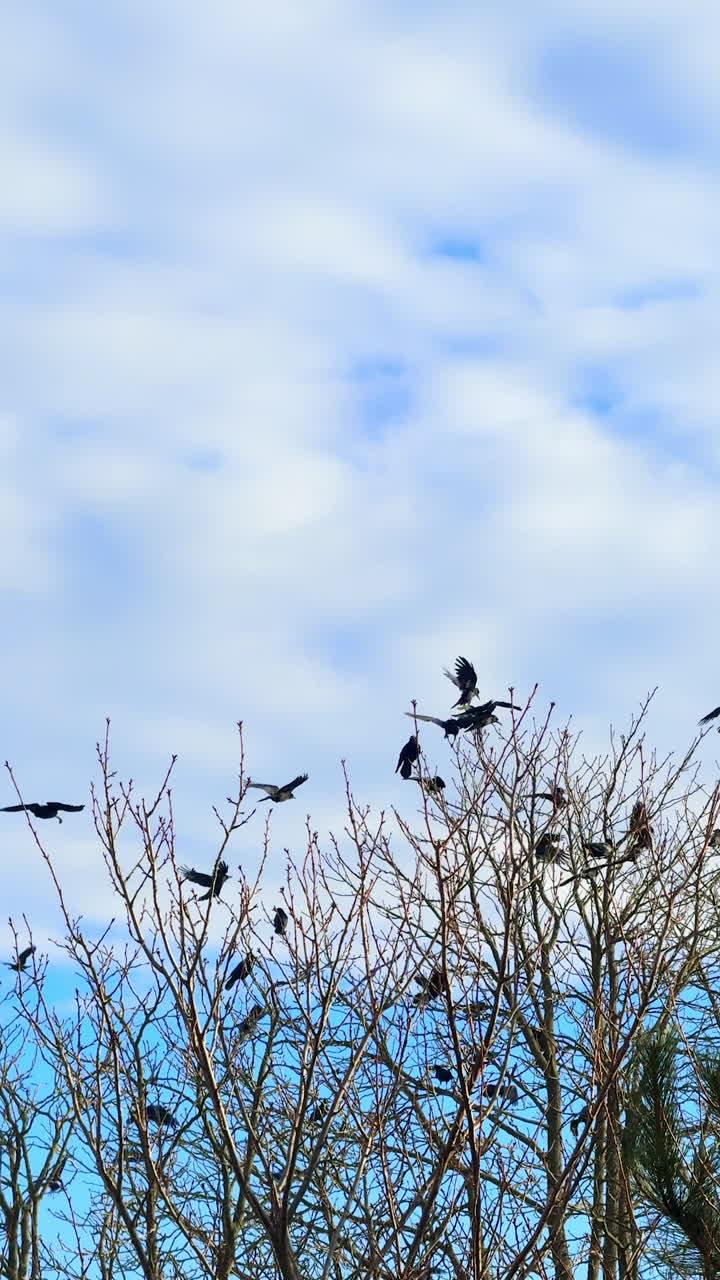 Bare trees with a nest in the branches. Flock of birds fly at backdrop and sit down on the tree. Low angle view. Vertical video.