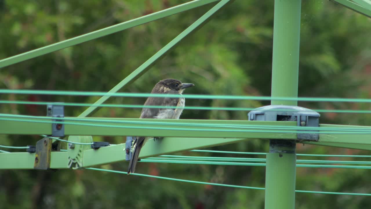 Juvenile Grey Butcherbird Looking Around Perched On Hills Hoist Rotary Clothesline In Garden, Daytime Maffra, Gippsland, Victoria, Australia