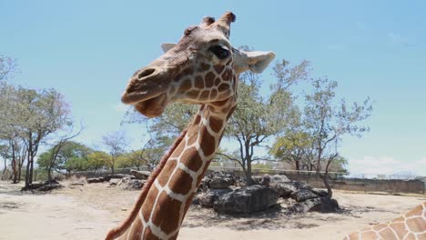 Toma-Cercana-De-Una-Jirafa-Masticando-Comida-Mientras-Los-Visitantes-Del-Zoológico-La-Alimentan