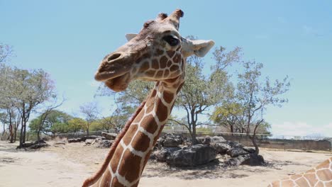 disparo cercano de una jirafa masticando comida mientras es alimentada por visitantes del zoológico