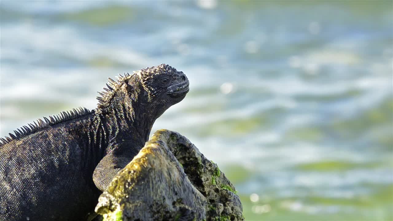 iguana marina amblyrhynchus cristatus en el surf en las bachas en la isla santa cruz en el parque nacional galápagos y reserva marina ecuador